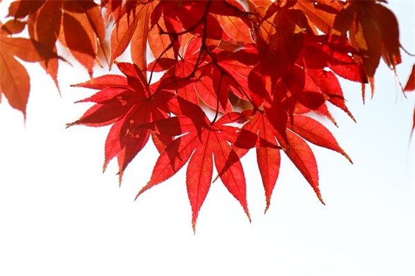 关于英语作文万能参考句子(40句)