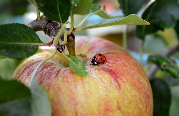 端午节笑话句子文案