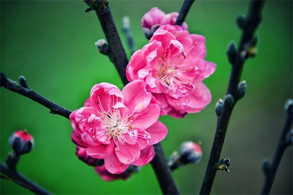 冲动不考虑后果的句子文案40句