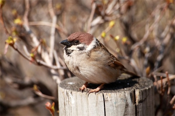 毕业优美句子文案图片文案精选22条