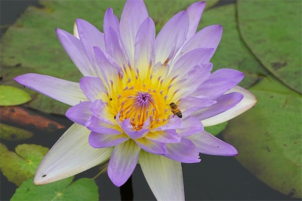 元旦发朋友圈祝福语说说