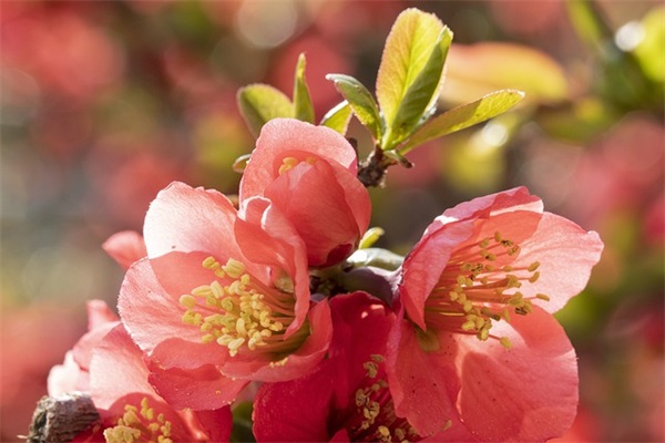 元旦给朋友的温馨祝福语（精选推荐）