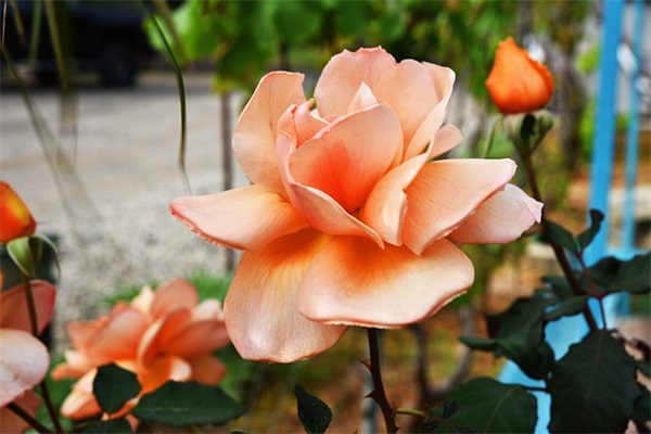 2024大年三十除夕祝福语大全