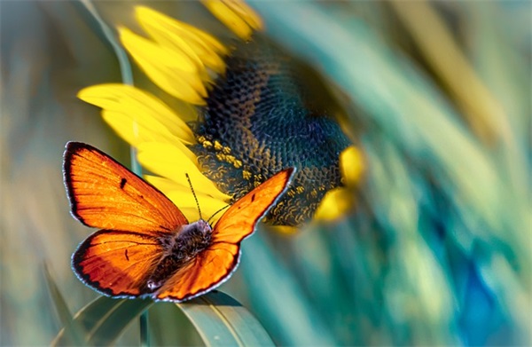 平安夜话平安的祝福寄语最新100句