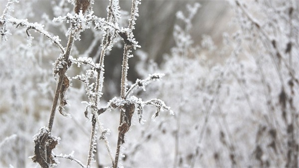 2024年给老师感恩节祝福语想说的话（精选）