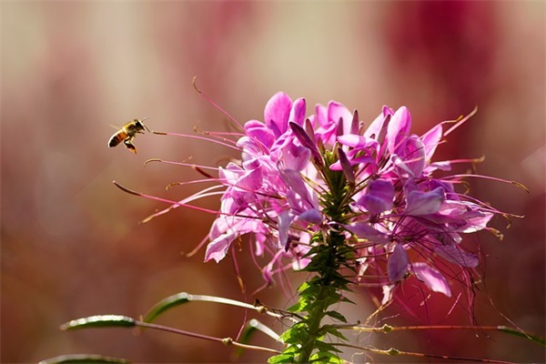 教师节手抄报祝福句子（精选推荐）