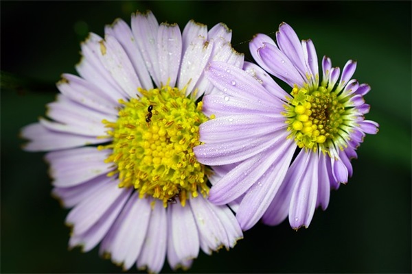 2024年重阳节老人祝福语简短（精选100句）