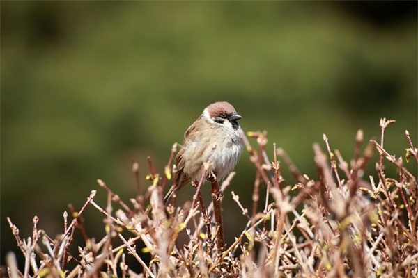 2024年会新年贺词祝福语