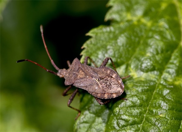 关于2024虎年简短贺词祝福语抖音（100句）