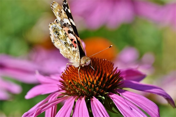2024年重阳节祝福语老人大全（精选100句）