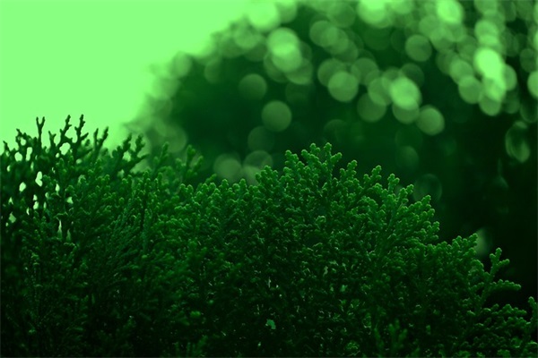 2024年重阳节贺卡祝福语简短（精选100句）