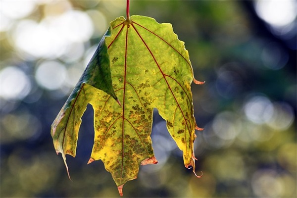 2024年重阳节祝福句子大全（精选100句）