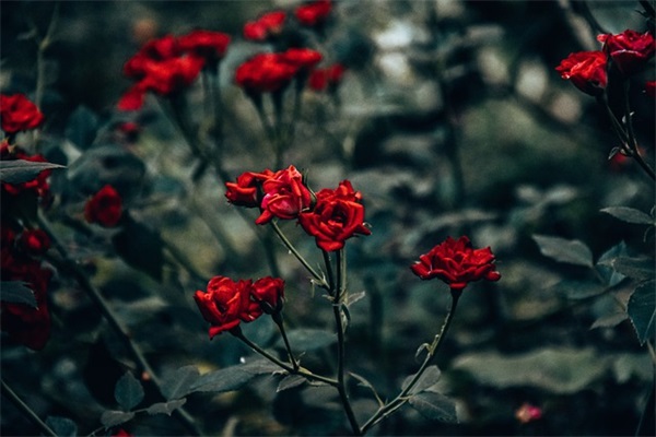 2024年重阳节快乐祝福语大全（精选100句）