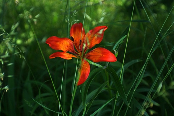 2024新年快乐虎年祝福语文案发给朋友（精选）