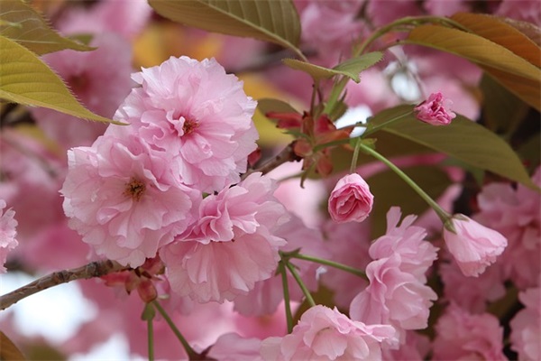 关于2024年最经典暖心的母亲节祝福语