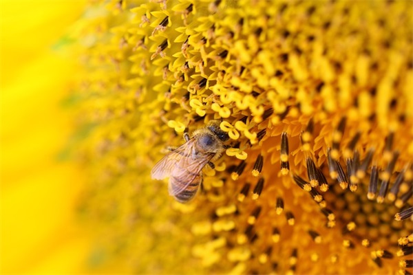 2024年重阳节简短祝福句子文案大全（精选100句）