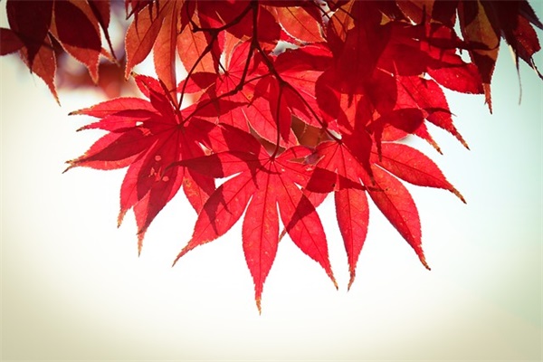 关于元旦跨年祝福文案(100句)