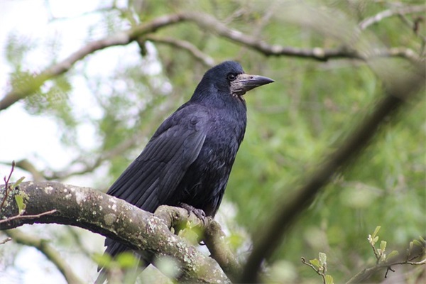 关于春节朋友圈的文案及祝福2024(100句)