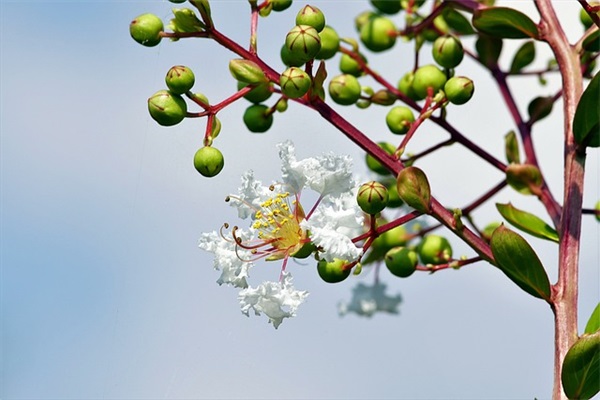 虎年新年祝福语句（100句）