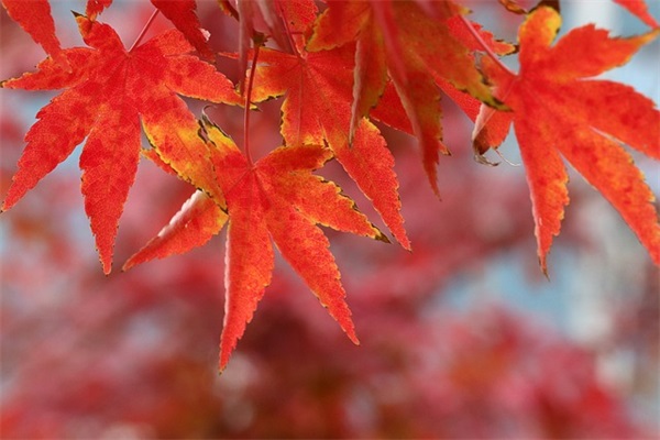 2024年除夕最火祝福语句子（精选100句）