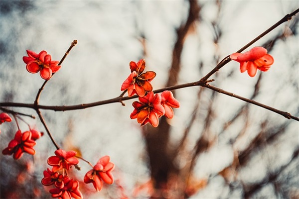 2024年端午节微信经典祝福语(精选100句)