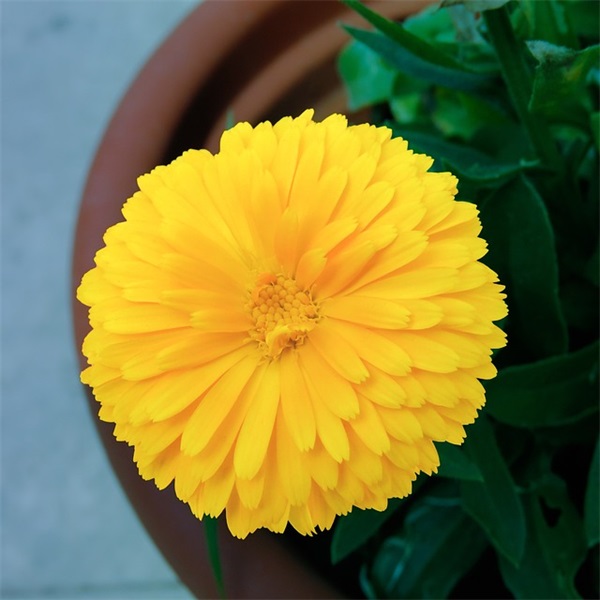 2024抖音除夕祝福暖心文案（精选推荐）