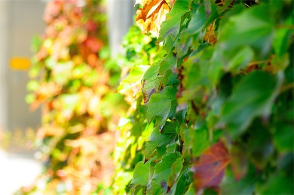 关于小年祝福语简单不俗 小年创意祝福语
