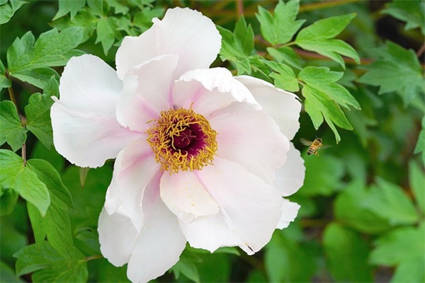 2024端午节安康祝福语文案（精选100句）