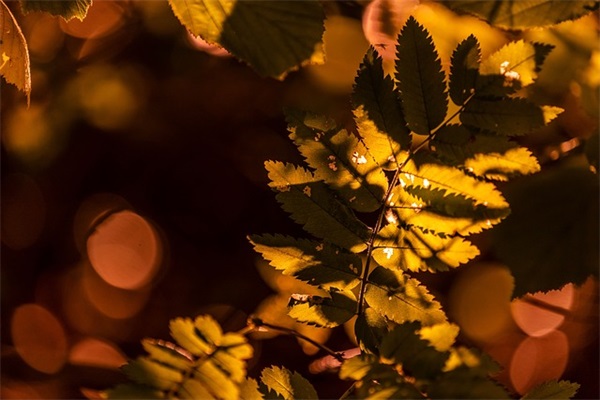 适合圣诞节发给朋友的温馨祝福语