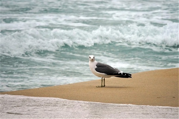 带虎字拜年祝福语_春节带虎字吉祥话（100句）