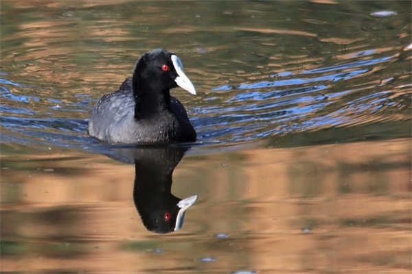 七夕祝福语录大全简短暖心（精选推荐）