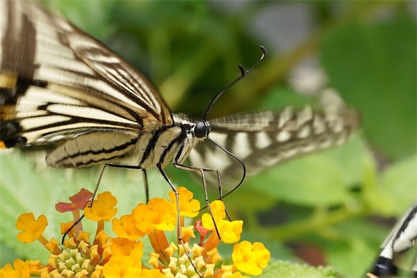 感恩节祝福语录2024（精选）