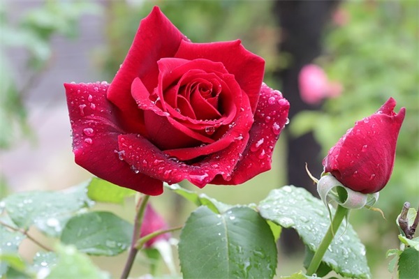 带伍姓氏的谐音网名女孩