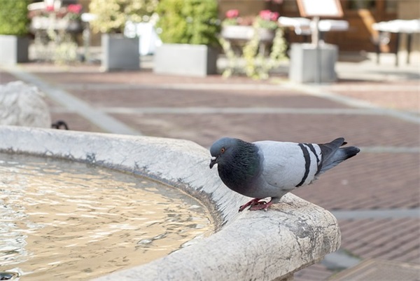 王者网名带崽的名字女孩