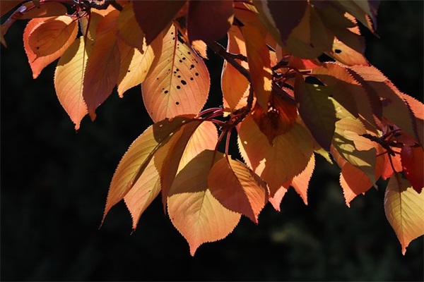 超拽冷酷霸气女生网名83句
