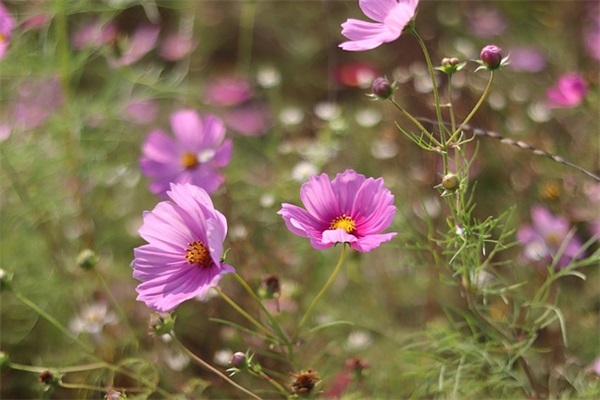 好听的英文网名