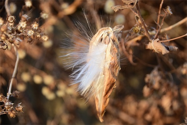 带青字的知名公司