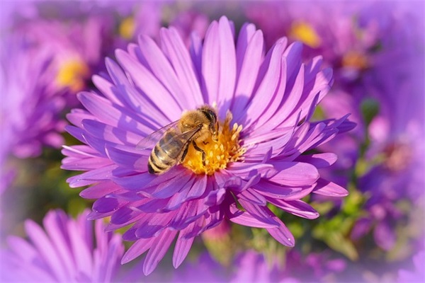 带定字的知名公司