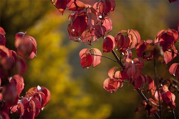 汽车公司取名大全最新版的（精选800个）