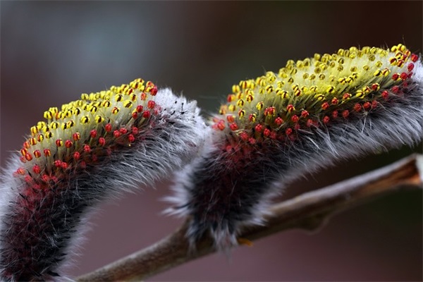 大吉大利的塑料制品公司取名