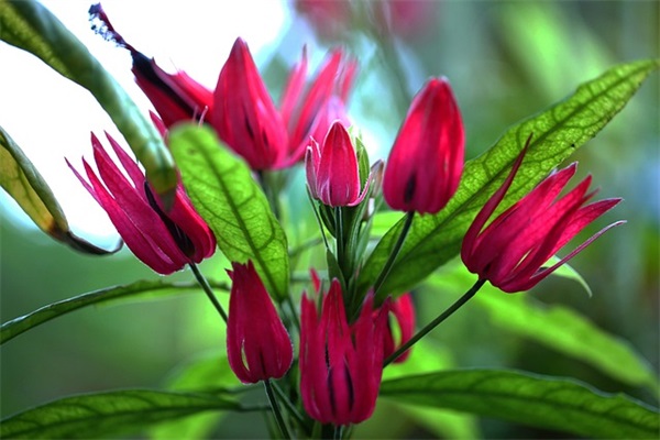 古风唯美意境网名(精选658个)