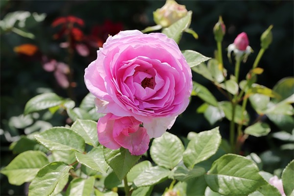 视频号女生网名(593个)