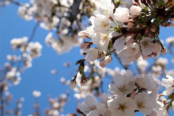 四害消杀家居公司名称大全