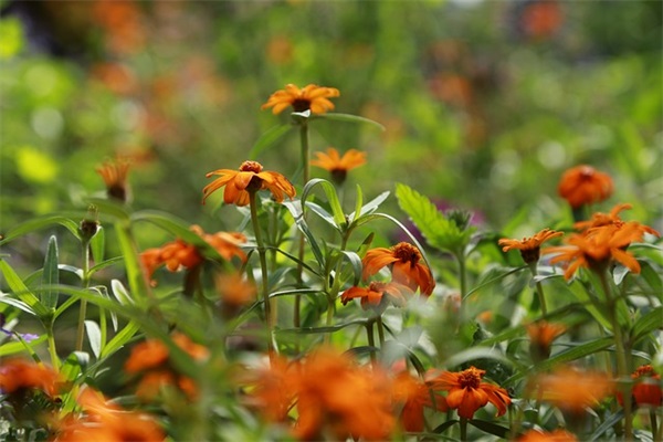 最吉利旺财的策划公司名字