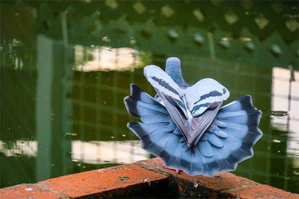 关于列夫托尔斯泰的名言