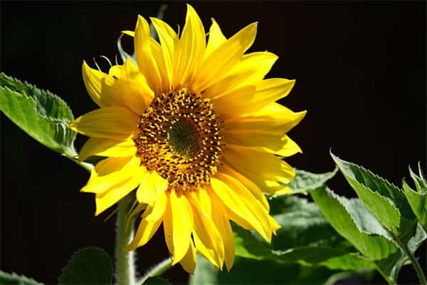 尊重生命的名言警句88句