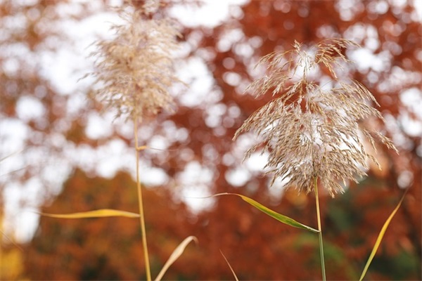 鼓励规划自己未来的名言
