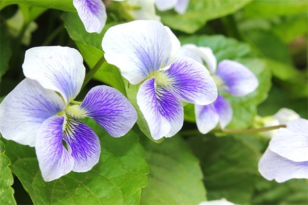 关于梦想青春励志名言警句(关于理想的名言警句)