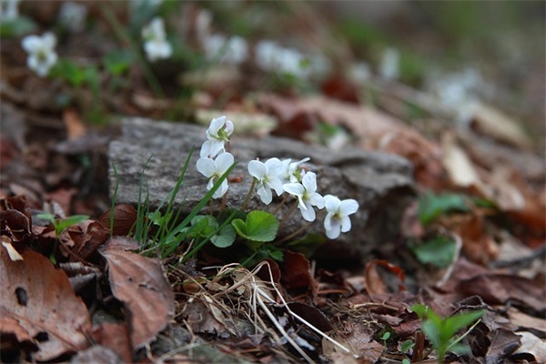 爱国名言警句77句