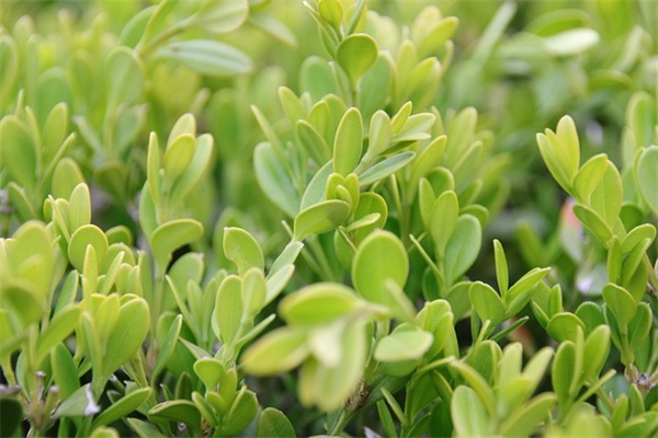 有关读书的名人名言大全82句